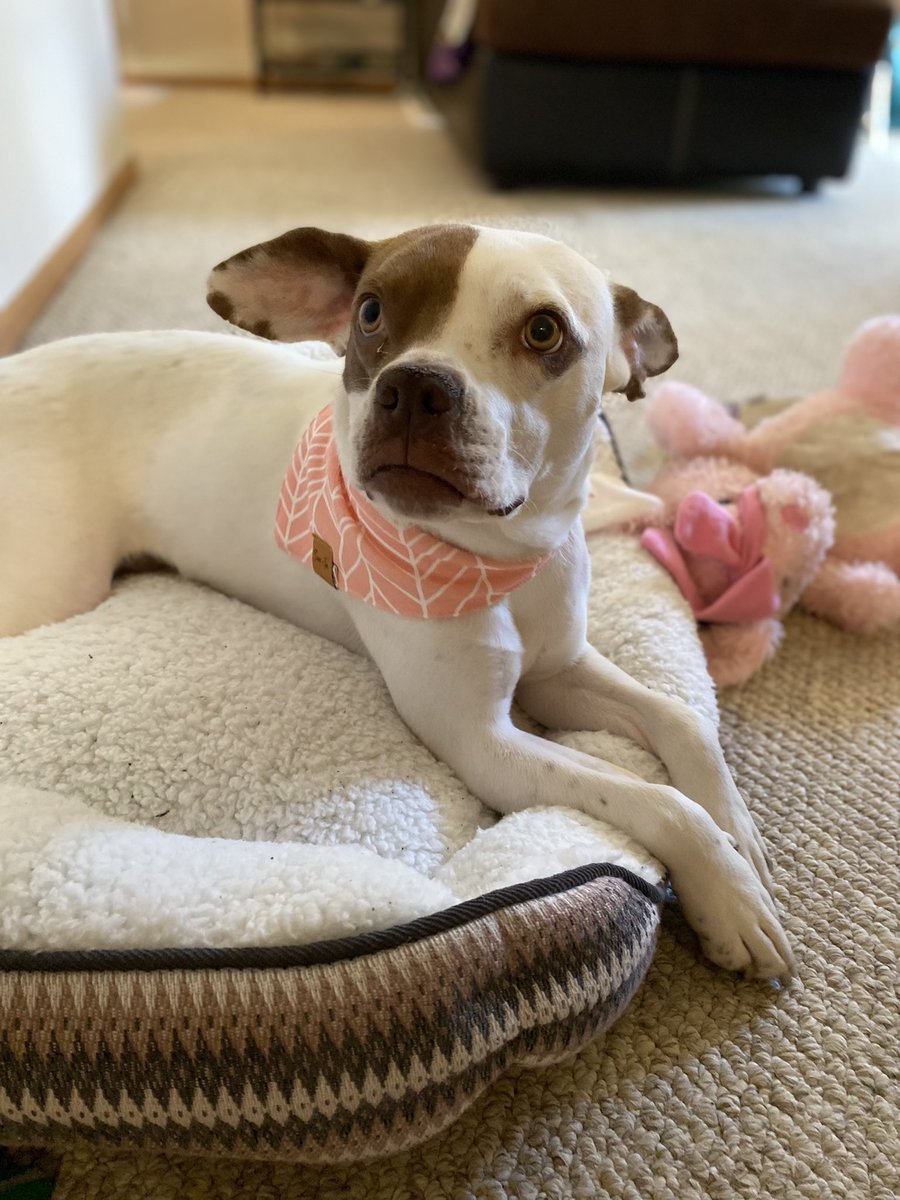 Liv_Andreaa's tweet photo. My dog is a model https://t.co/x9UQ0qh4Xm
