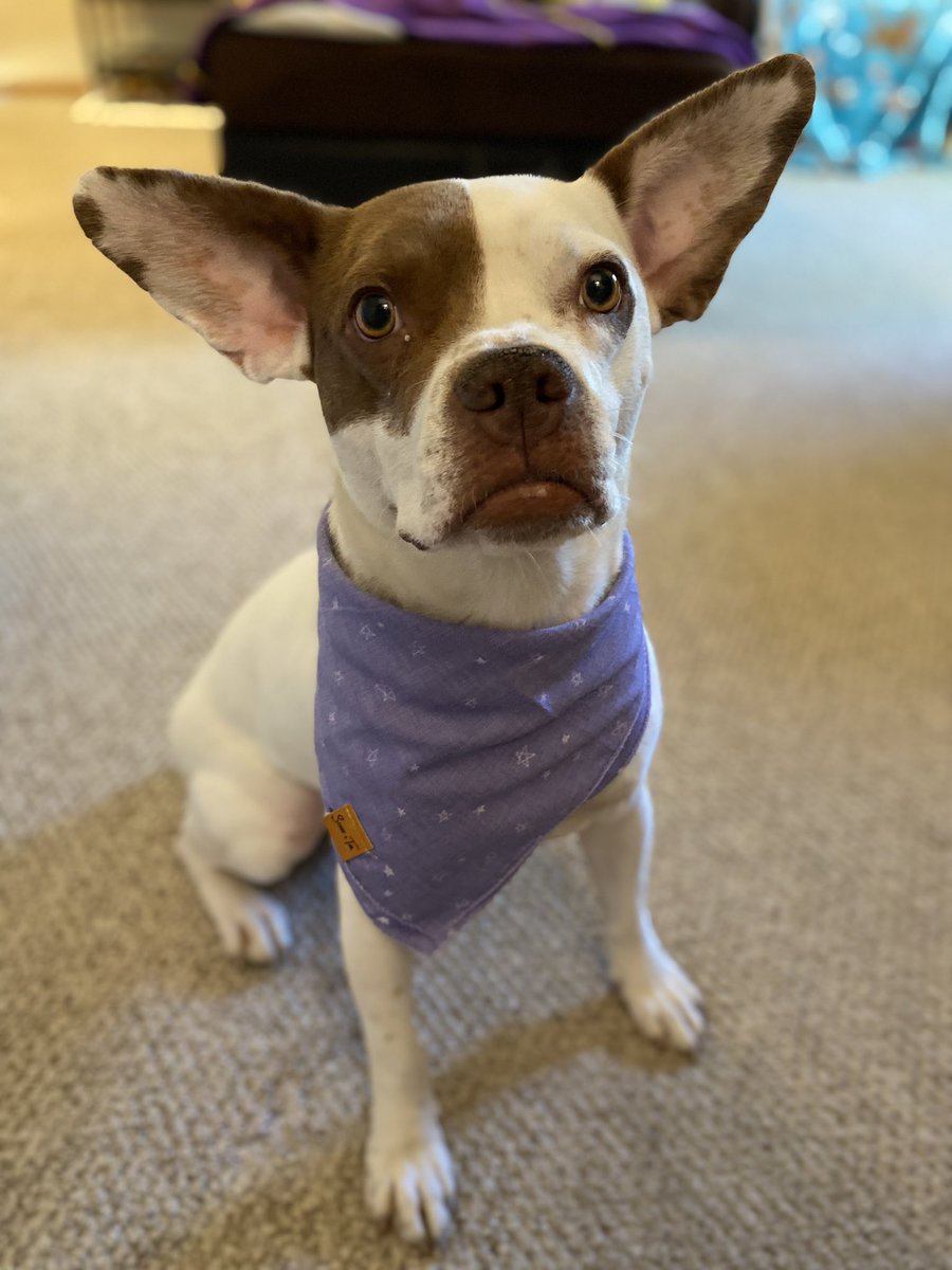 Liv_Andreaa's tweet photo. My dog is a model https://t.co/x9UQ0qh4Xm