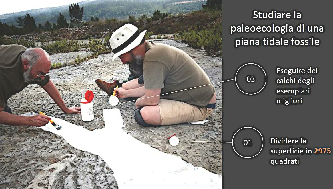 ABaucon's tweet photo. I am teaching a #palaeoecology course at the #University of #Genova (#distav). #Students are provided with several case studies for each depositional environment. Here is the #lecture about #tidal flats: https://t.co/GI8bXjzNGe https://t.co/RblCHRettz