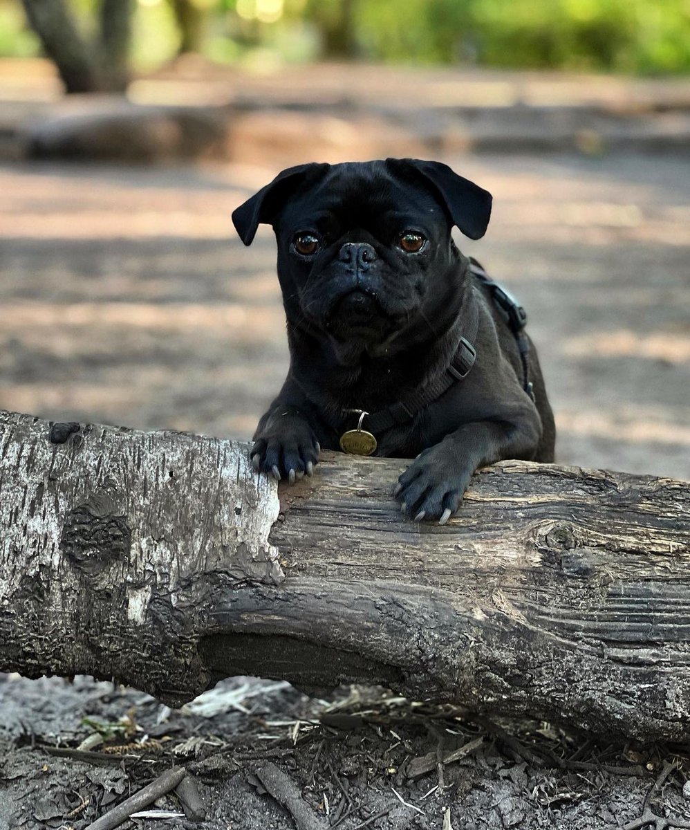 Say YES if you also love black #pugs 🥰🥰🥰 
#pug #puglife #PMSFanDuelSunday7s #EVEBRE #sundayvibes