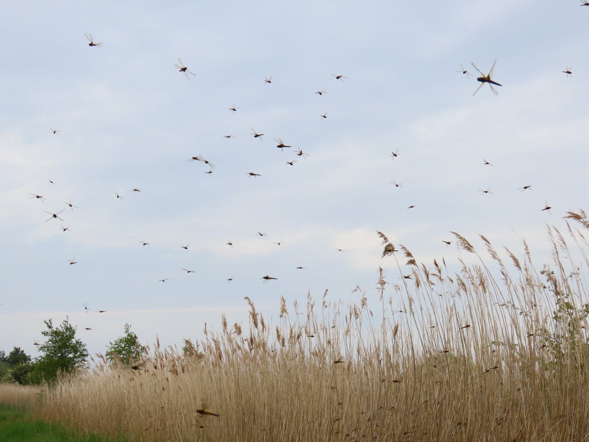 It's hard to describe how many Four-spotted Chasers there were at Thorne Moor today. There were hundreds in every sheltered patch of reeds. I saw several thousand and only covered a fraction of the reserve. No wonder there are so many Hobbies!