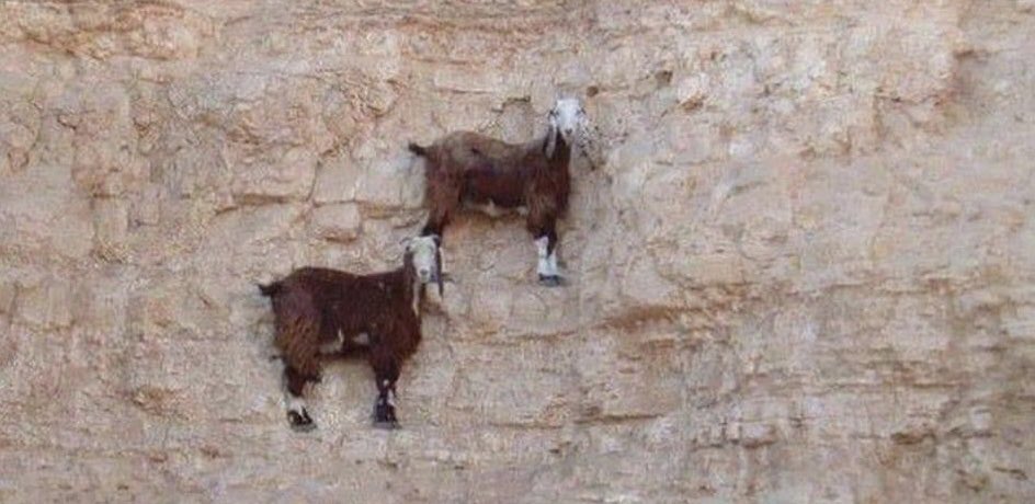 Física: *existe*

Las cabras: