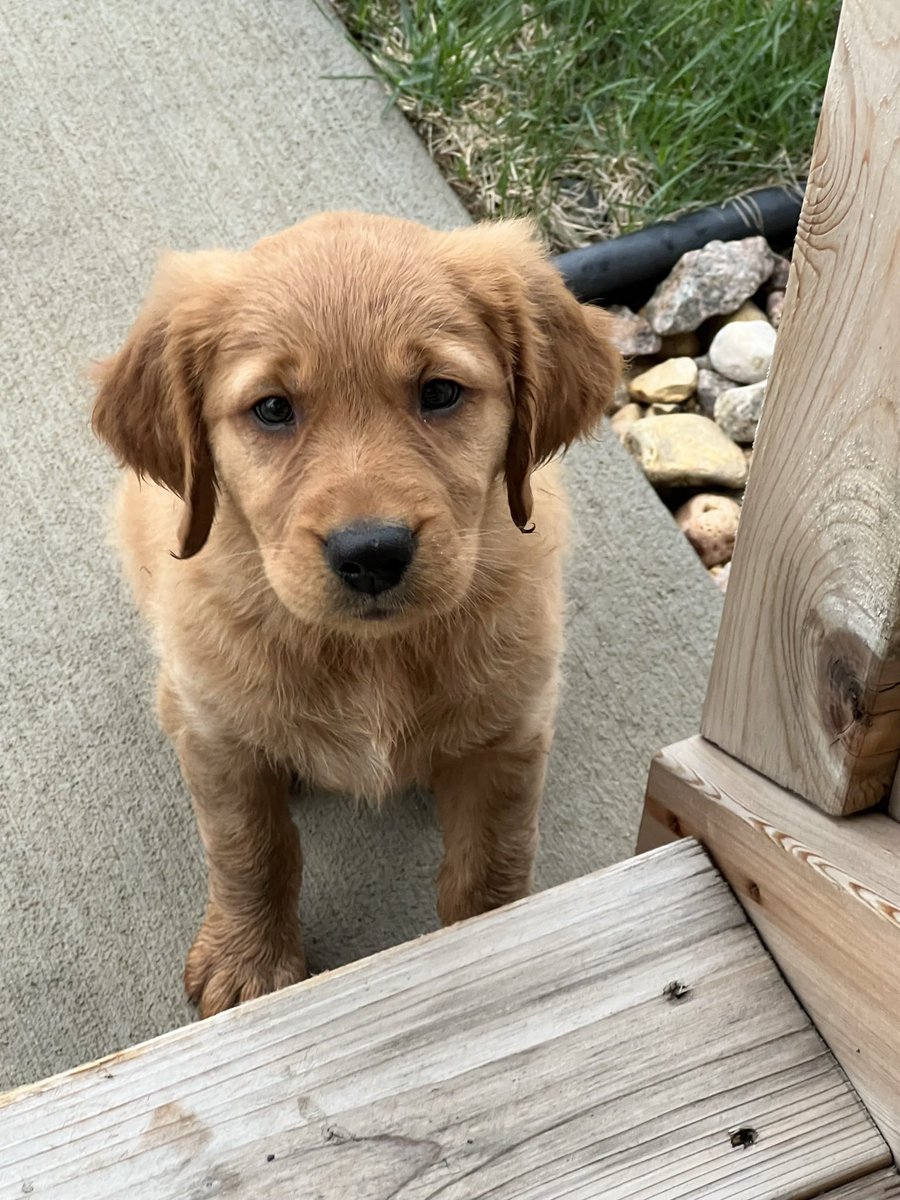 troy_vr's tweet photo. Welcome our newest member of our family, Cody! If you wonder about the name, it came from of course the great @CodyShaneWare. Good luck today Cody from another Cody! We will be cheering you on #AdventHealth400 https://t.co/Cb2BhCmrgk