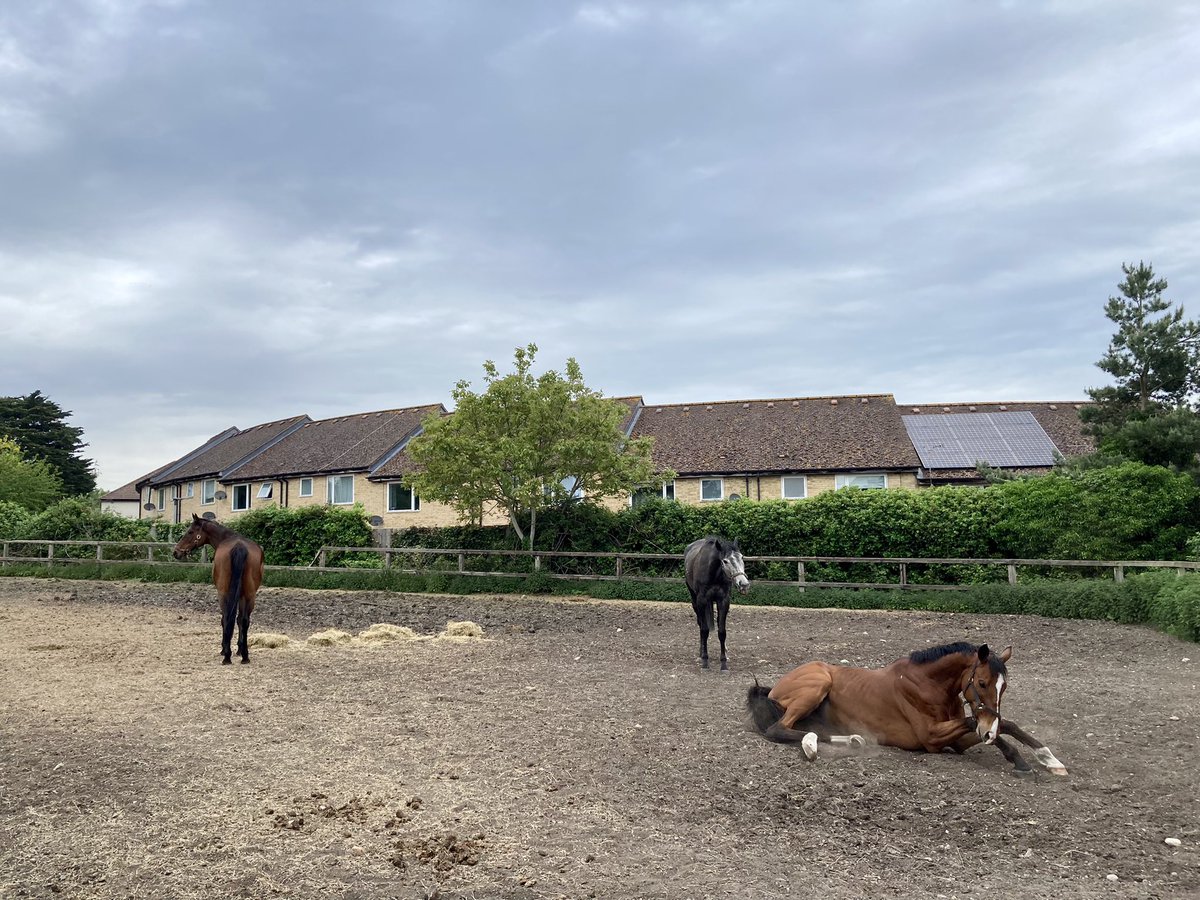 JohnWathenBerry's tweet photo. A pleasantly warm Sunday in Newmarket #PantomimePrince #TheSimpleTruth #DasKapital #BerylBurton #HiddenPearl https://t.co/jWjmGyv0Wc