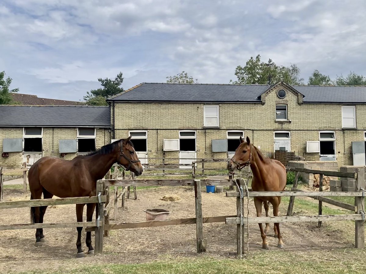 JohnWathenBerry's tweet photo. A pleasantly warm Sunday in Newmarket #PantomimePrince #TheSimpleTruth #DasKapital #BerylBurton #HiddenPearl https://t.co/jWjmGyv0Wc