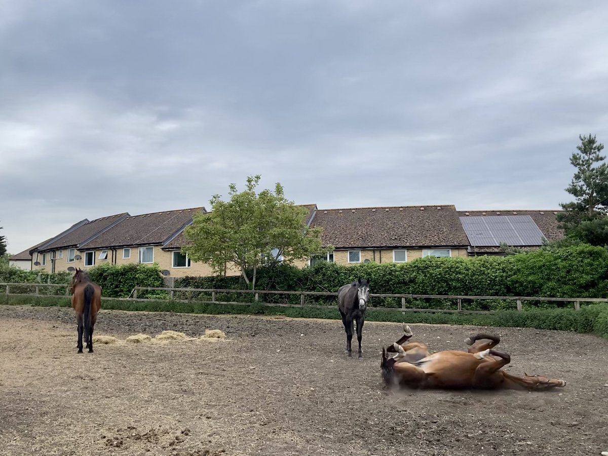 JohnWathenBerry's tweet photo. A pleasantly warm Sunday in Newmarket #PantomimePrince #TheSimpleTruth #DasKapital #BerylBurton #HiddenPearl https://t.co/jWjmGyv0Wc