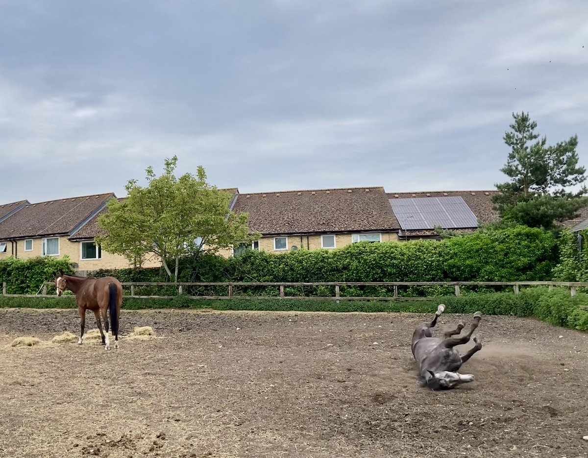 JohnWathenBerry's tweet photo. A pleasantly warm Sunday in Newmarket #PantomimePrince #TheSimpleTruth #DasKapital #BerylBurton #HiddenPearl https://t.co/jWjmGyv0Wc