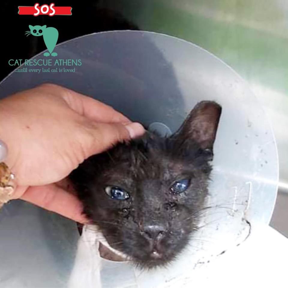 Cat Rescue Athens tweet media