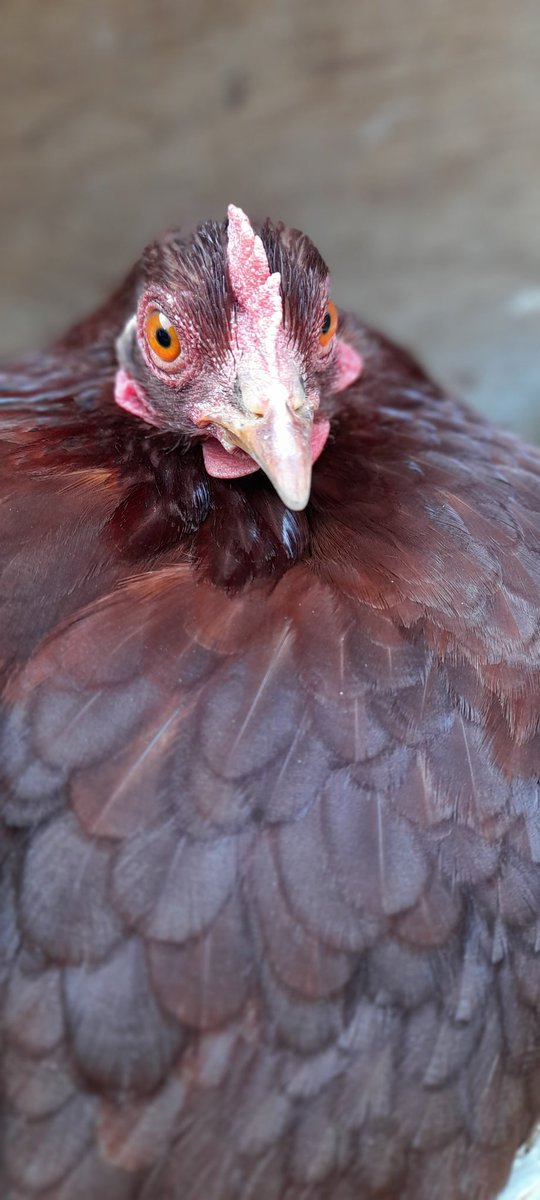 Ivycottagebaker's tweet photo. Heidi is a very broody hen at the moment, long past the acceptable stage.... but she's gorgeous 😍
#hens #chicken #chooks #freerange #hensoftwitter #chickensoftwitter She says Hello Twitterland 👋 #egglayer #broody https://t.co/VG9MJ0ClOV