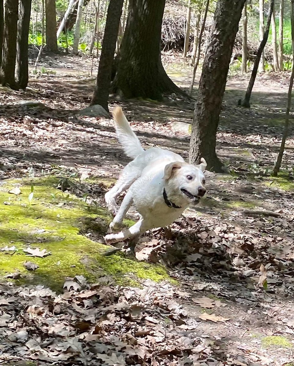 RomanandDandy's tweet photo. Dandy and Sable (her bestie) having some great fun on their play date! A beautiful weekend to enjoy nature and recharge! #dogsoftwitter #friends #poweredbyroyalcanin #traumadogs #facilitydog #weekend https://t.co/sS1tYUCxQv