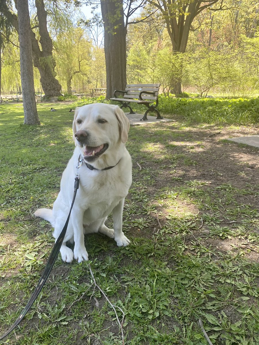 RomanandDandy's tweet photo. Dandy and Sable (her bestie) having some great fun on their play date! A beautiful weekend to enjoy nature and recharge! #dogsoftwitter #friends #poweredbyroyalcanin #traumadogs #facilitydog #weekend https://t.co/sS1tYUCxQv