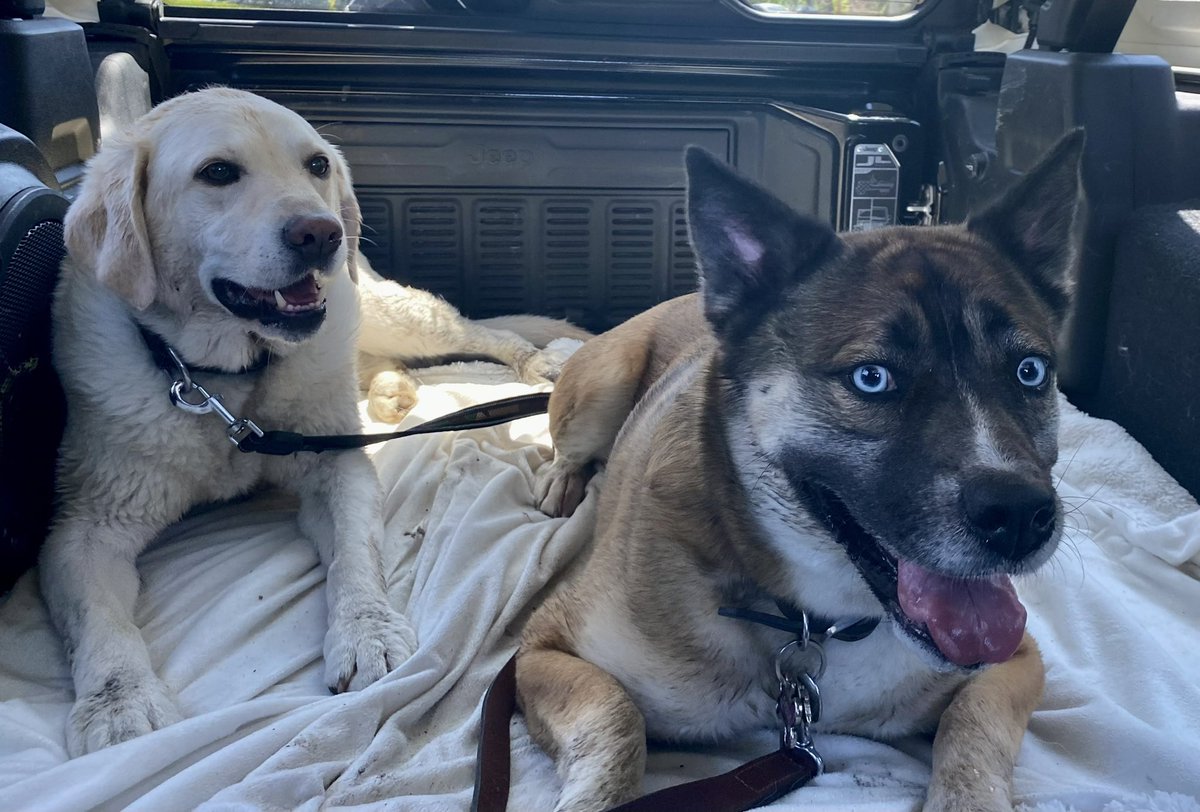 RomanandDandy's tweet photo. Dandy and Sable (her bestie) having some great fun on their play date! A beautiful weekend to enjoy nature and recharge! #dogsoftwitter #friends #poweredbyroyalcanin #traumadogs #facilitydog #weekend https://t.co/sS1tYUCxQv