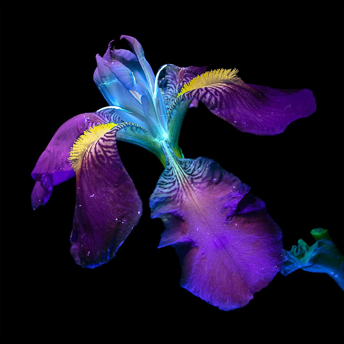 astropierre's tweet photo. Le saviez-vous ?

Lorsqu'on éclaire certaines fleurs avec une lumière ultraviolette, elles se mettent à briller et émettent, par fluorescence, des couleurs vibrantes.

L'italienne Debora Lombardi explore cet autre monde :
https://t.co/TxSd2hcR8G https://t.co/fXdvczr3CB