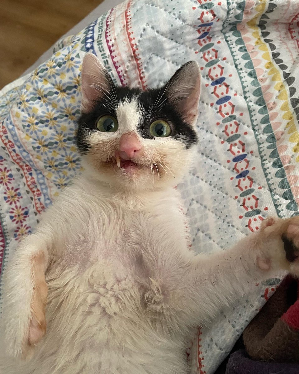 LoveMeowdotcom's tweet photo. A woman gave a stray kitten a chance at a full life, who now wears a crooked yet gorgeous smile every day. See full story and more photos: https://t.co/41Wx2fdRu7 https://t.co/oMoion2AK7