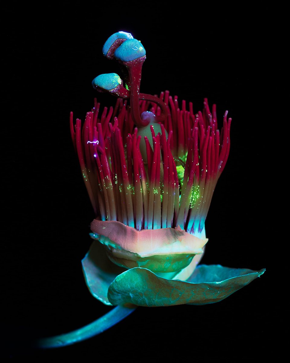 astropierre's tweet photo. Le saviez-vous ?

Lorsqu'on éclaire certaines fleurs avec une lumière ultraviolette, elles se mettent à briller et émettent, par fluorescence, des couleurs vibrantes.

L'italienne Debora Lombardi explore cet autre monde :
https://t.co/TxSd2hcR8G https://t.co/fXdvczr3CB