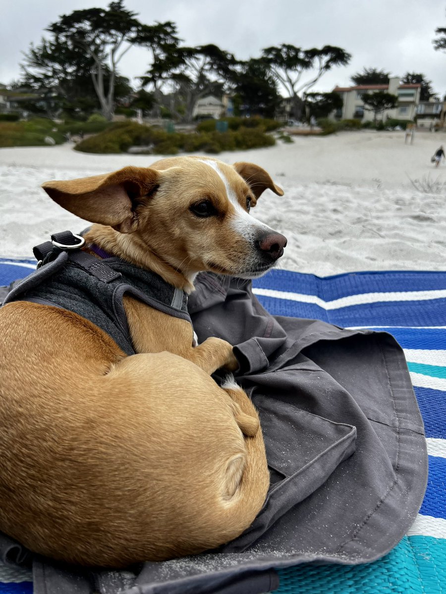 berties_ears's tweet photo. Happy Sunday!! Beach day is the best day, I always say!  Hope everyone is having a good #weekend! 

#DogsofTwittter 
#dogslife https://t.co/X4cg3d1ETh