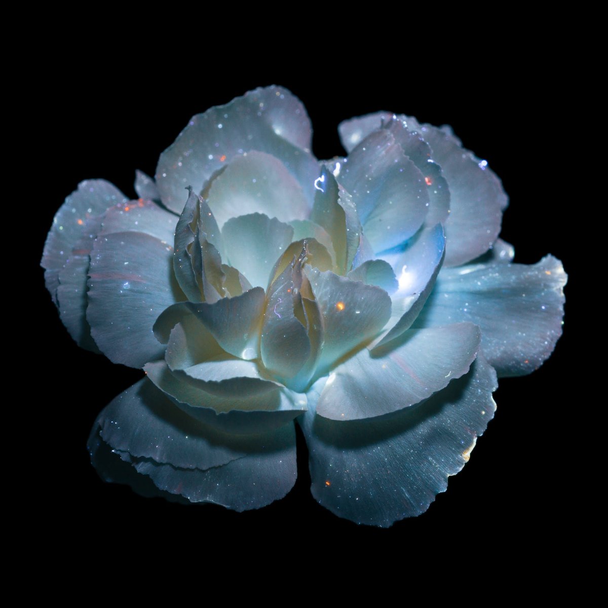 astropierre's tweet photo. Le saviez-vous ?

Lorsqu'on éclaire certaines fleurs avec une lumière ultraviolette, elles se mettent à briller et émettent, par fluorescence, des couleurs vibrantes.

L'italienne Debora Lombardi explore cet autre monde :
https://t.co/TxSd2hcR8G https://t.co/fXdvczr3CB