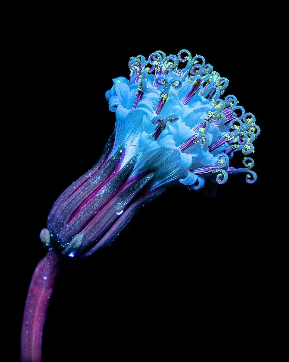 astropierre's tweet photo. Le saviez-vous ?

Lorsqu'on éclaire certaines fleurs avec une lumière ultraviolette, elles se mettent à briller et émettent, par fluorescence, des couleurs vibrantes.

L'italienne Debora Lombardi explore cet autre monde :
https://t.co/TxSd2hcR8G https://t.co/fXdvczr3CB