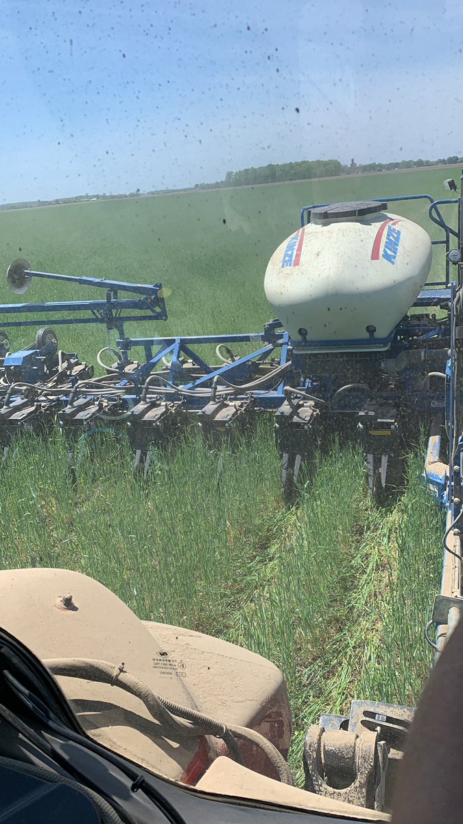 mohr_ryan's tweet photo. Not sure if it was to much water or cool temps but our rye didn’t get very tall this year. Planting like a dream regardless. #plant22 https://t.co/hLJ8Pby2lW