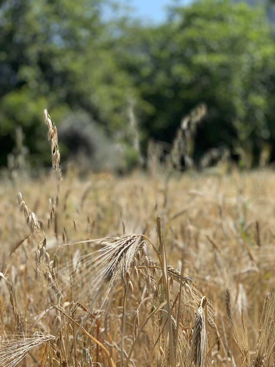 Değer verdiğim iki bitki
biri zeytin;sağlamlığı, ölümsüzlüğü,bilgeliği hatırlatıyor.
Diğeri buğday; olgun başağı ile eğik duruşu tevazuyu ve sadeliği unutturmuyor bana.Bu eğik başağı gördüğümde dik duran ama içi boş başaklar geldi aklıma. Tıpkı fotodaki gibi.