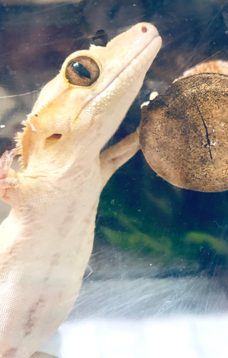 悲しい話だけだと悲しいので
もちさんのふくふくの白いお腹
(  ･ω･)⊃ｽｯ