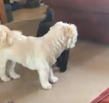 EARL HOME SAFE. THANKS FOR RT's 😊🐕🐾

🆘10 MAY 2022 #Lost EARL #ScanMe #Tagged
White/cream Shih Tzu Male
On walk in kilmersdon village near cycle track. Several Sightings around the village.
#Kilmersdon #MendipHills #Somerset #BA3 
SIGHTINGS**
doglost.co.uk/dog-blog.php?d…