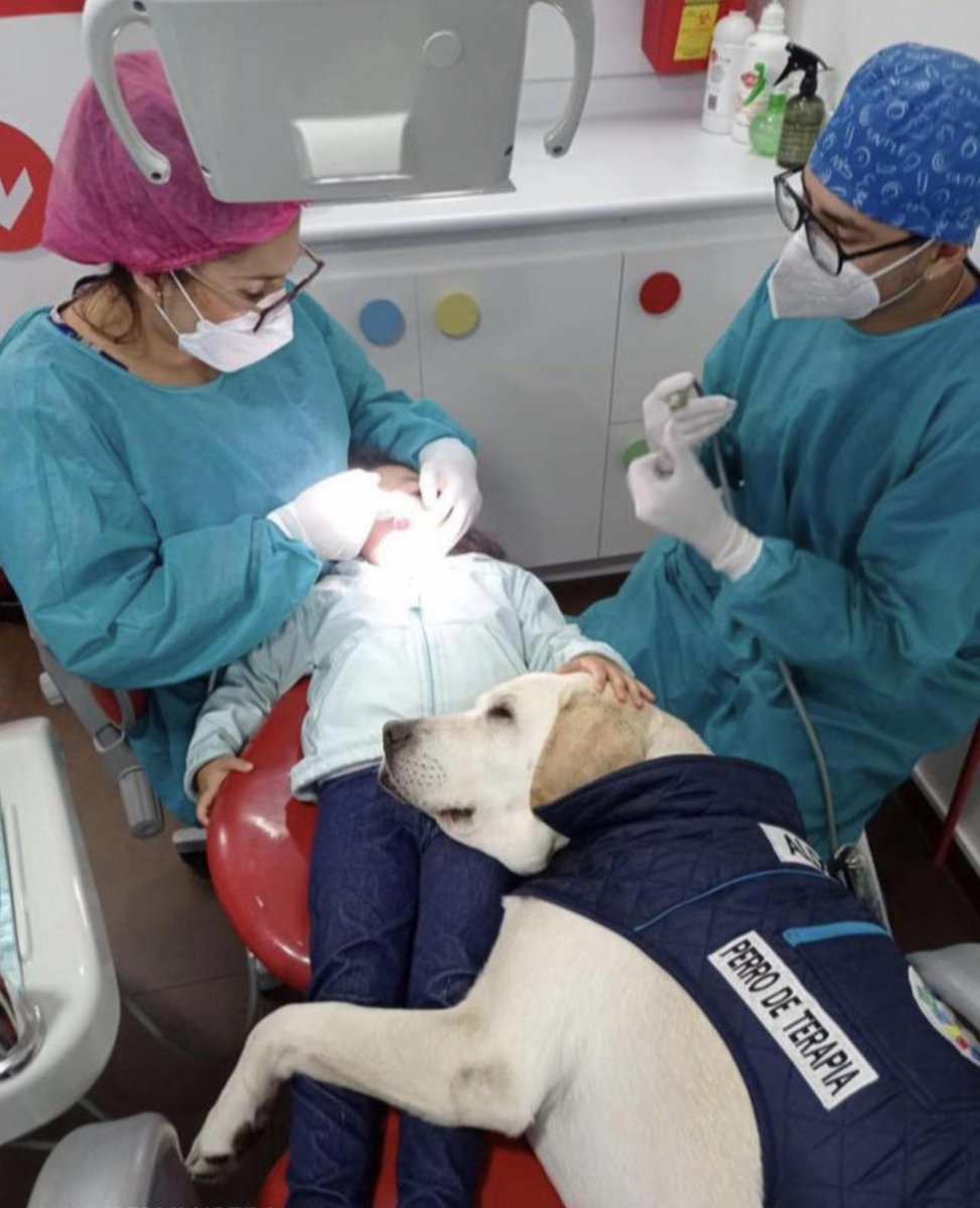 AHappierDay's tweet photo. A therapy dog doing his job at the dentist https://t.co/UoFb39wrpl