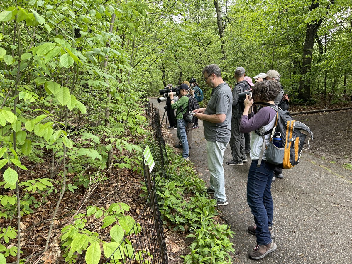 A small crowd gathered to watch a confiding Bicknell’s Thrush at the north end of Central Park this morning.