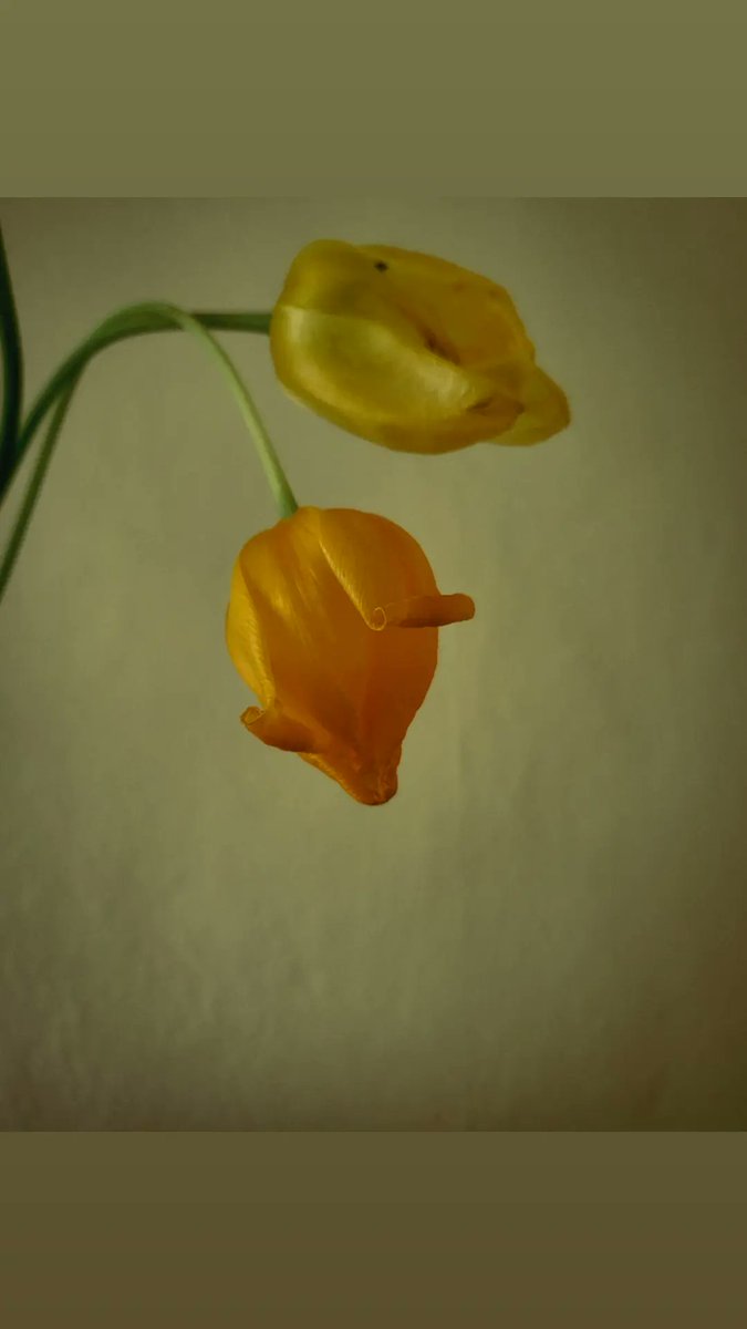 ElitsaMartinova's tweet photo. They look #sad because they were left #alone. Sometimes I wonder if #flowers have a secret life and feelings. 
#tulips #tulip #Flowers #flowerphotography #photooftheday #photography https://t.co/JDJxHhww76