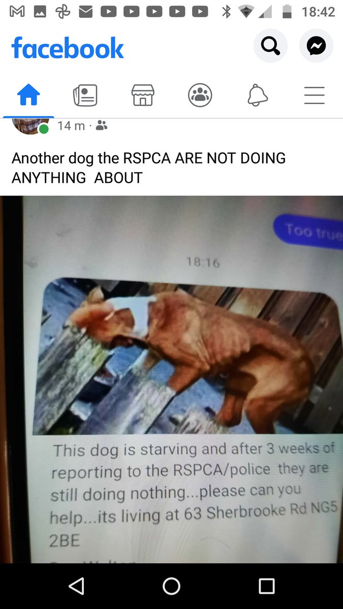 seasylvia2005's tweet photo. This poor dog is in Nottingham. @RSPCA_official why has nobody been to help? Look at the state of the poor soul. Screenshot from FB. https://t.co/2ugKhSHpNu