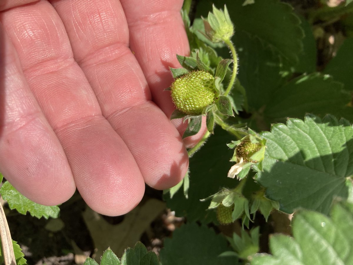 JonBastion's tweet photo. Getting closer to the dream of gently plucking a vine ripened strawberry warmed by the sun and immediately enjoying that delicious, sweet treat. Many thanks to the bees that made this possible. https://t.co/RclpyAM2u7