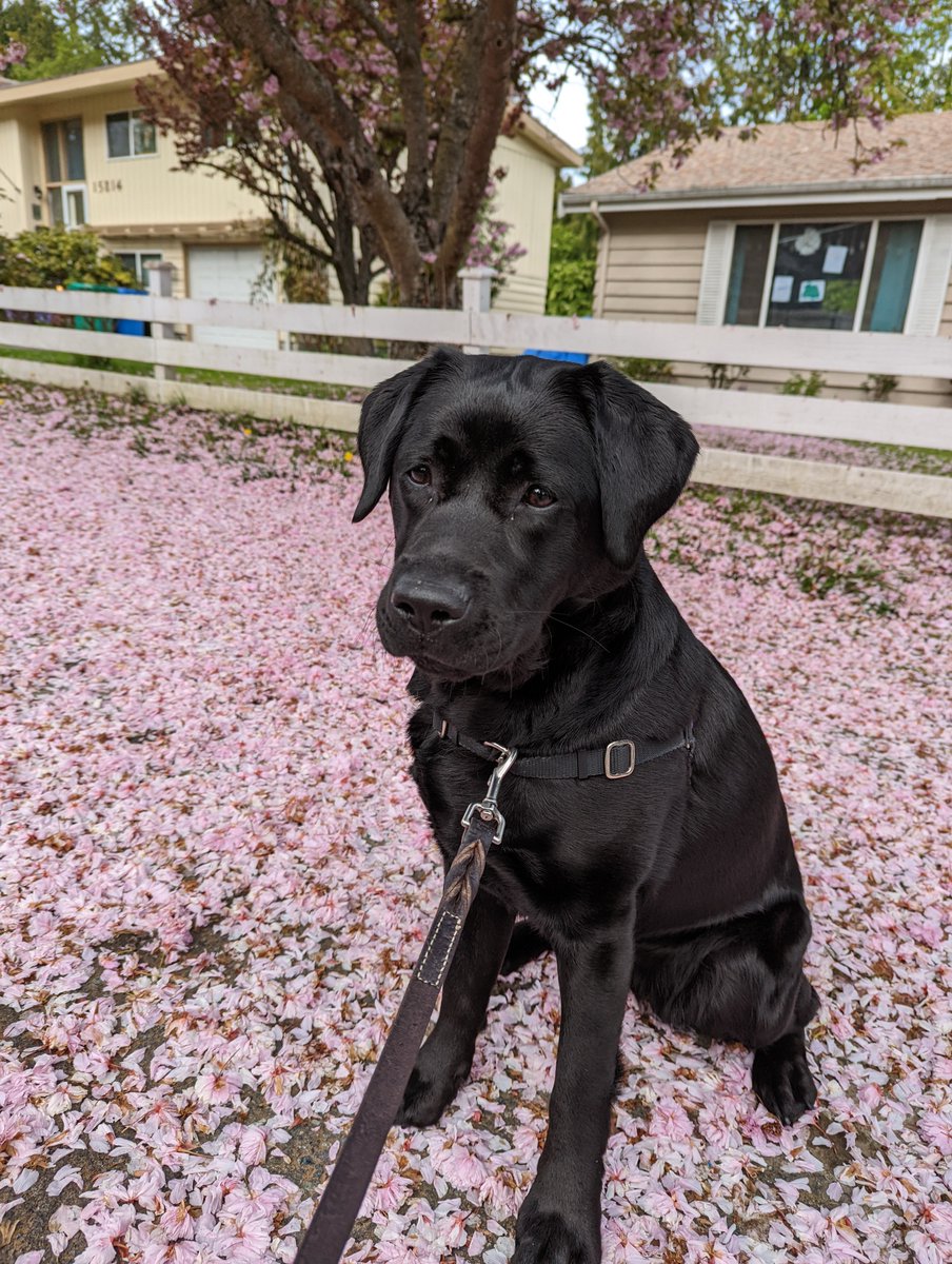 redwesterncedar's tweet photo. happy spring time from Piper 💜 https://t.co/SBfJav6OQn