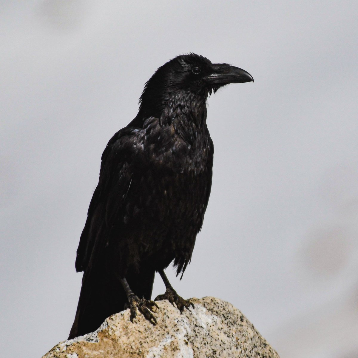 goodrawl's tweet photo. Northern Raven
#birds
#BirdsPhotography 
#birdwatching 
#birding 
#BirdsSeenIn2022 
#Tsoltak https://t.co/cVVhvN2LtF