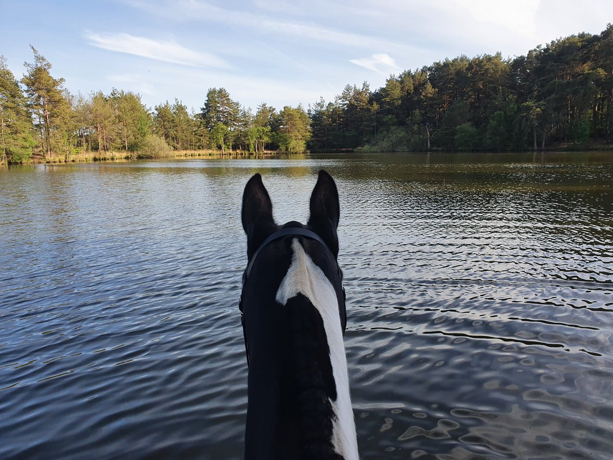 OABDRgang's tweet photo. @A1iKat Mum feels very lucky to be able to ride Badger ❤️🐴❤️ #BestViewInTheWorld #BetweenTheEars https://t.co/piMj2RFMKt