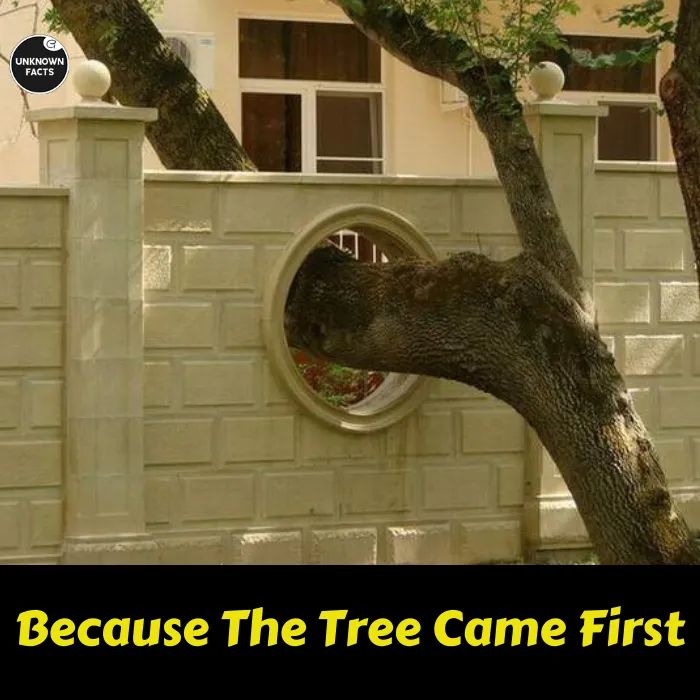 DmKmdcdvg's tweet photo. Save Tree 🌳 Save Earth 🌎.. https://t.co/GN2kwe1Uvk