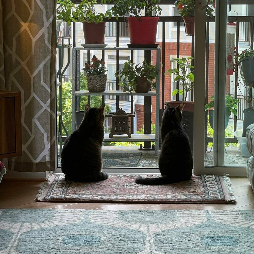 tinabgibby's tweet photo. Solidarity. #catsofinstagram #nachokitty #beansthecat https://t.co/1NgkMXORdW https://t.co/DkxLjWXwx1