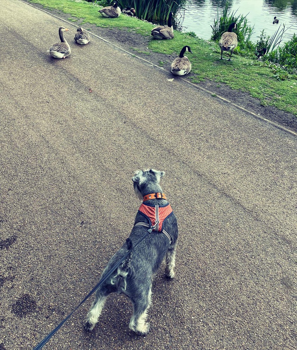 Mami, what are these? I must investigate 

#SchnauzerGang 
#miniatureschnauzer
#RescueDogs