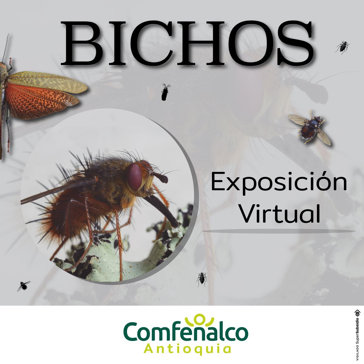 ComfenalcoAnt's tweet photo. ¿Sabías que los insectos representan hasta el 90% de las formas de vida que habitan nuestro planeta? 🦟

Conoce el apasionante mundo de los insectos con nuestra Exposición Virutal Bichos, ingresa aquí https://t.co/Sl3dhRdOik  

#culturacomfenalcoant #exposicionvirtual https://t.co/gUoya3hryT