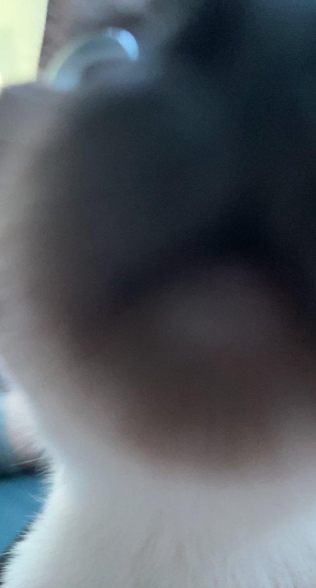BallerPoseidon's tweet photo. *snifffffffffff* https://t.co/EtCsS415nK