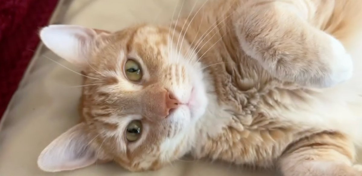 An orange cat is laying on his side with a clueless, friendly expression