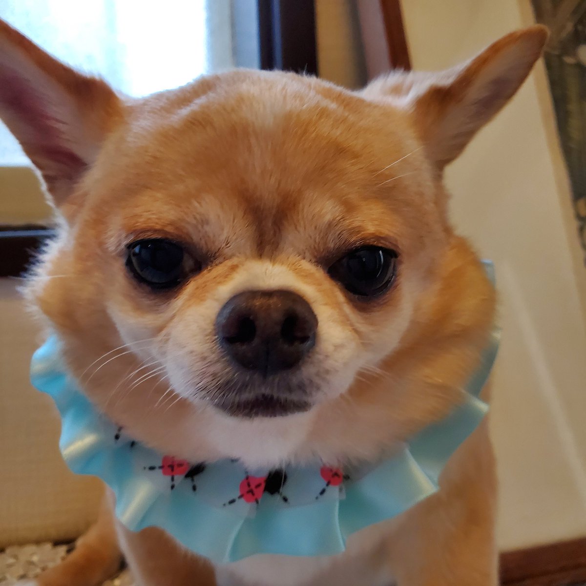 2、3日前にトリミング泥パックの時は小さくて、終わってみて見ると追わず「可愛い」と言ってしまいました。赤ちゃんのよだれかけのようなものをしているので。