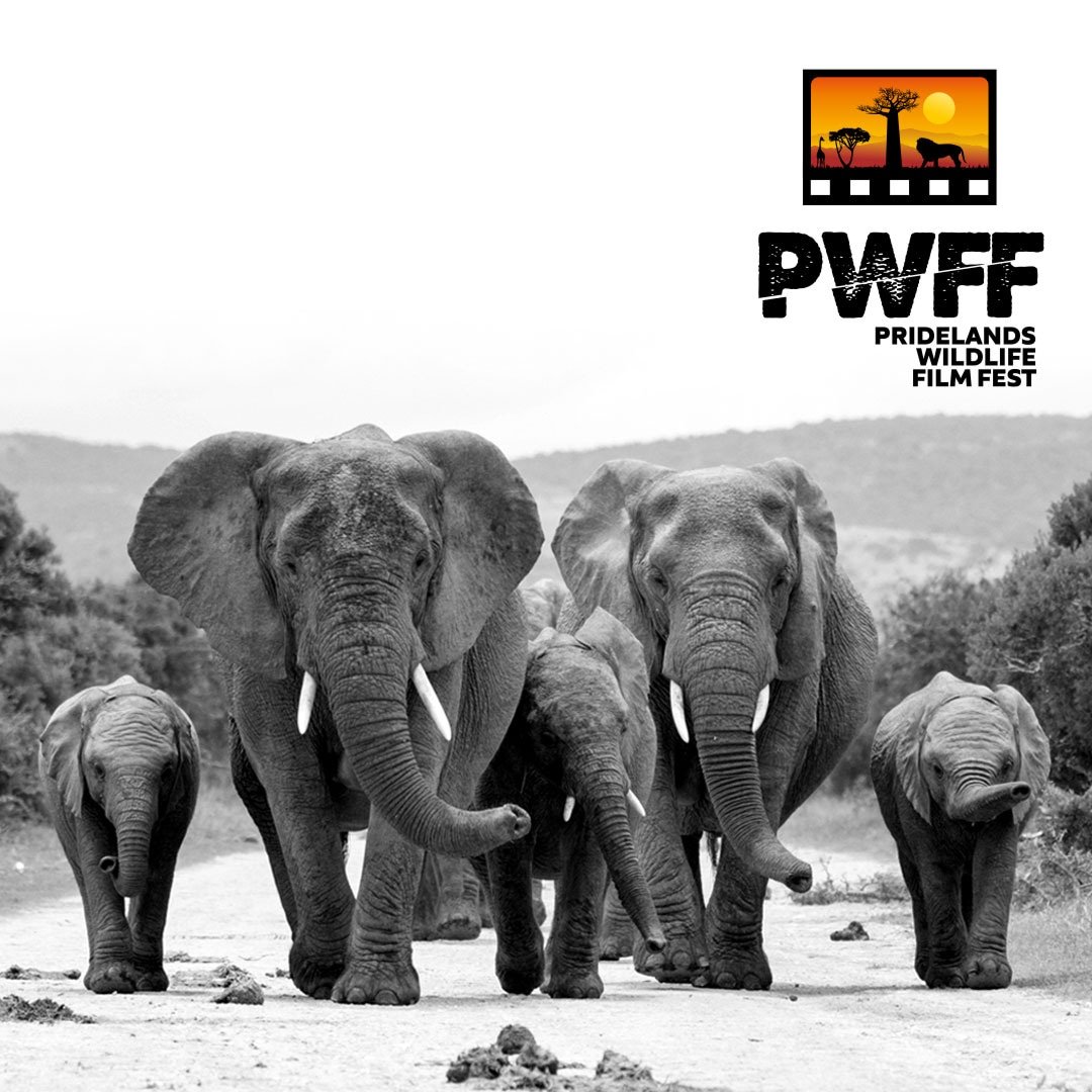 While #internationaldayoffamilies is technically a human holiday, we can't help but celebrate the incredible families found in our natural world. And elephants epitomize the delicate intricacies and complexities that contribute to these giants survival in #wildestafrica #pwff2022
