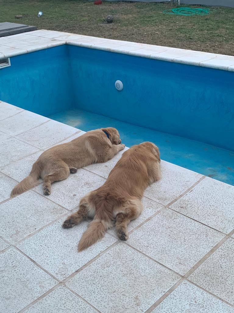 Mis perros aman meterse a la pile. Y ahora que se vino el invierno, la vacíanos. Ahora tenemos 2 perros con depresión