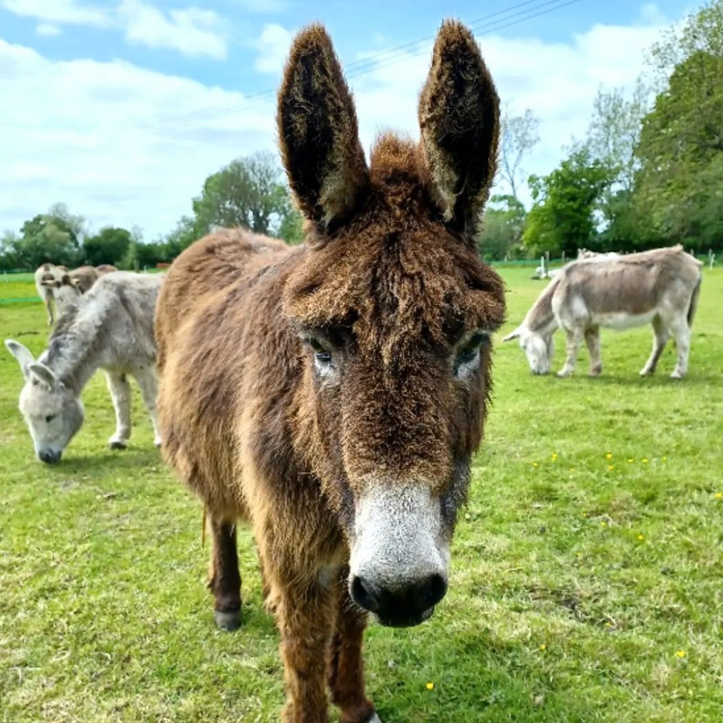DonkeyoftheDay1's tweet photo. 📅 16th May 2022 
🐴 Hector
🏷️ Instagram/streaming_cephissus
💕 #animaloftheday https://t.co/awHtZgYvpg