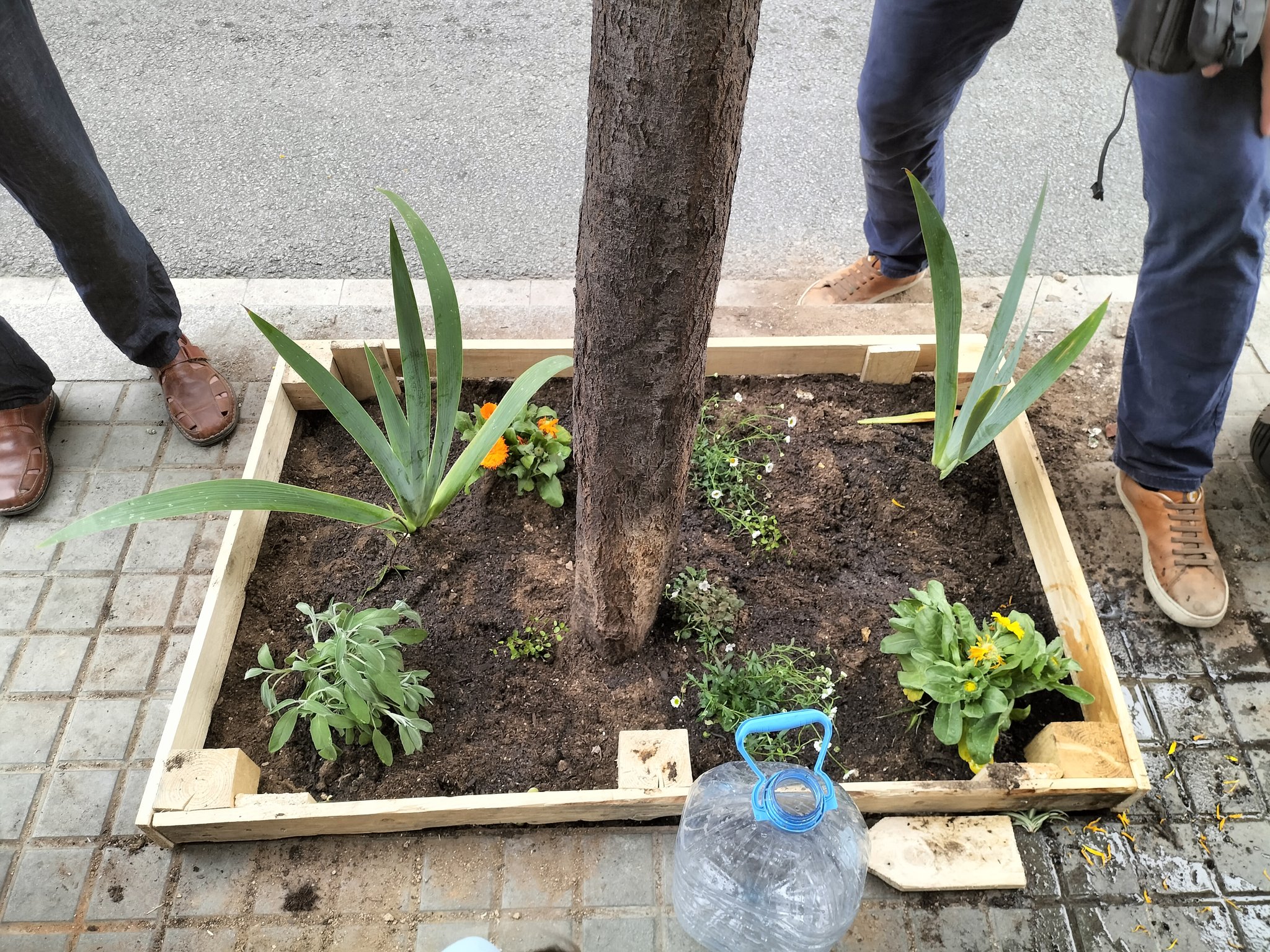 plante Barcelone