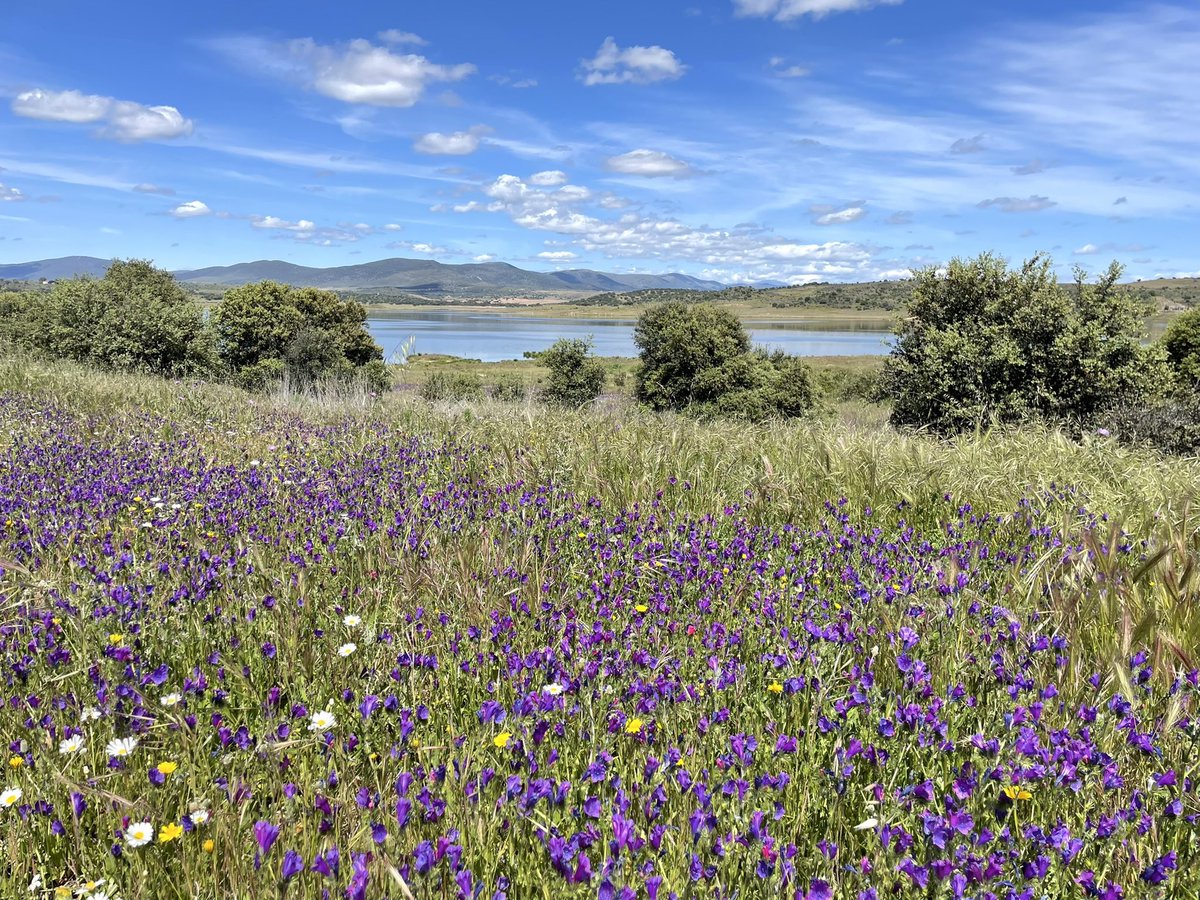 AlanDaviesbirds's tweet photo. Fantastic birds &amp; scenery during our Wild Spain custom tour inc Great &amp; Little Bustards, Eagle Owl &amp; more please see new bird blogs here...
https://t.co/hApgAxhRw4
#Spain #birding #birdphotography #SundayThoughts #sundayvibes #birdtour #TwitterNatureCommunity https://t.co/I5kKSbFoIM