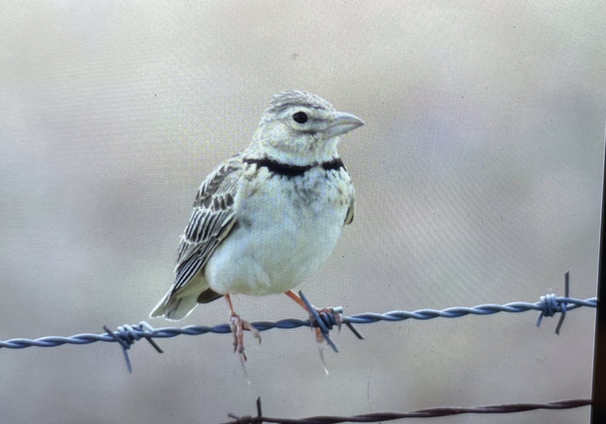 AlanDaviesbirds's tweet photo. Fantastic birds &amp; scenery during our Wild Spain custom tour inc Great &amp; Little Bustards, Eagle Owl &amp; more please see new bird blogs here...
https://t.co/hApgAxhRw4
#Spain #birding #birdphotography #SundayThoughts #sundayvibes #birdtour #TwitterNatureCommunity https://t.co/I5kKSbFoIM
