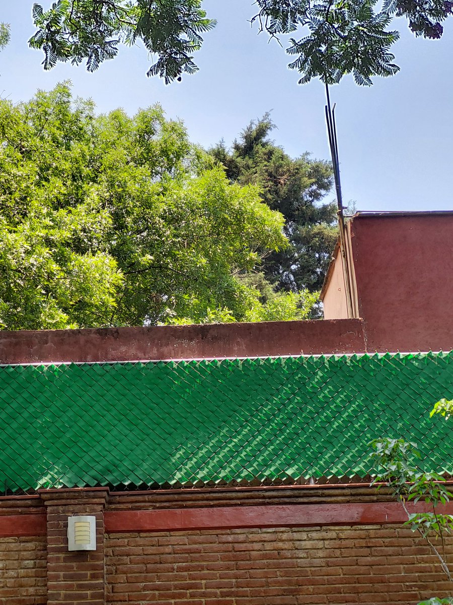 irericoria's tweet photo. @Alcaldia_Coy la Punta de ese árbol está desprendida, parece ser en Xicotencatl entre San Pedro y Morelos. ¿Dónde se puede denunciar? https://t.co/MTzhQE9K7N