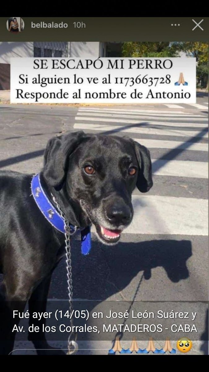 Tabyta201's tweet photo. 🙏🙏SE ESCAPÓ ANTONIO EN MATADEROS!!!! https://t.co/BfC6v645vw