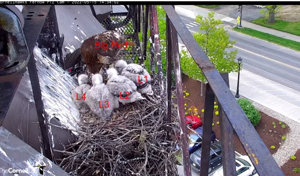 CornellHawks on Twitter: "Who's who 5/15/22 https://t.co/5BpIG5XGkt ...